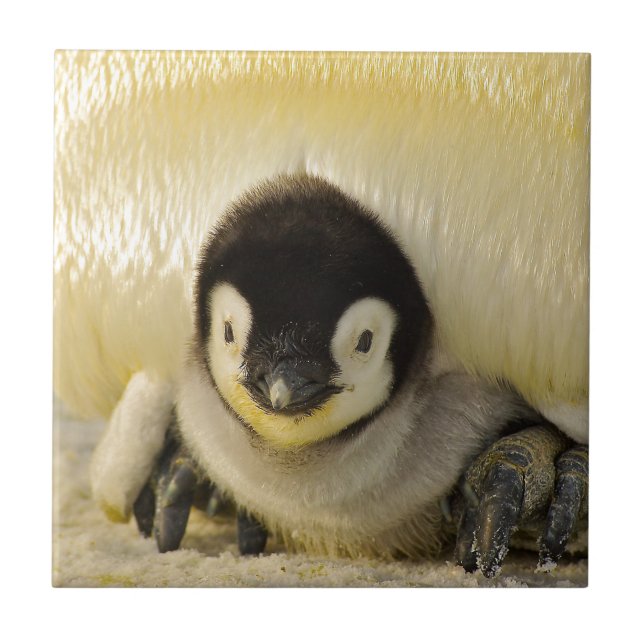 Penguin baby kakelplatta (Framsidan)