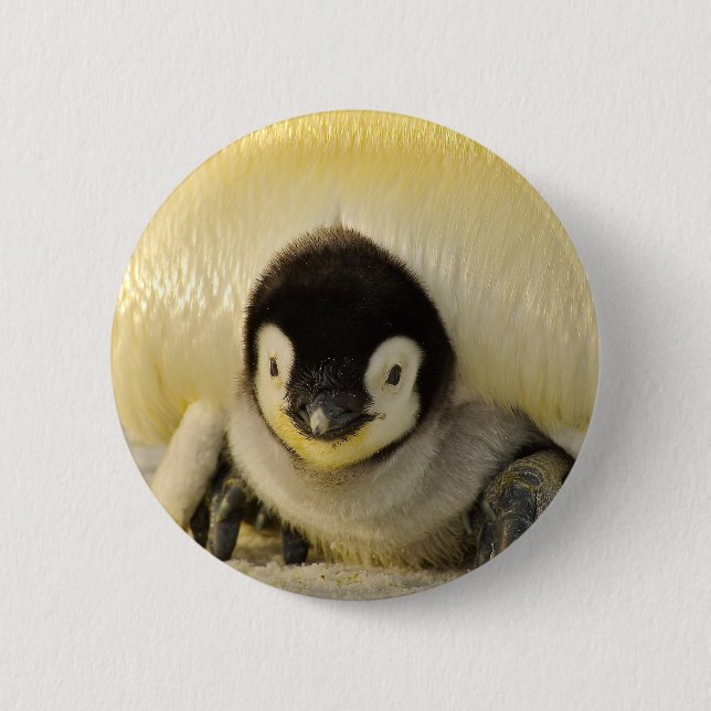 Penguin baby knapp (Framsida)