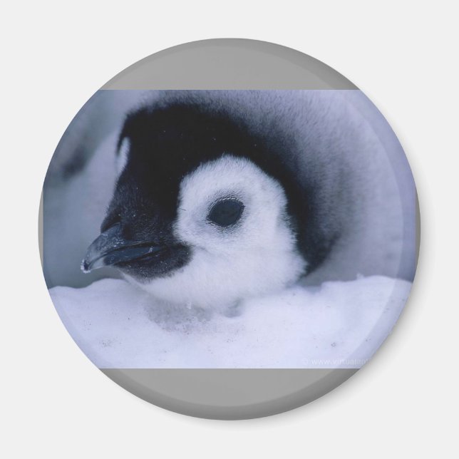 penguin baby magnet (Framsidan)