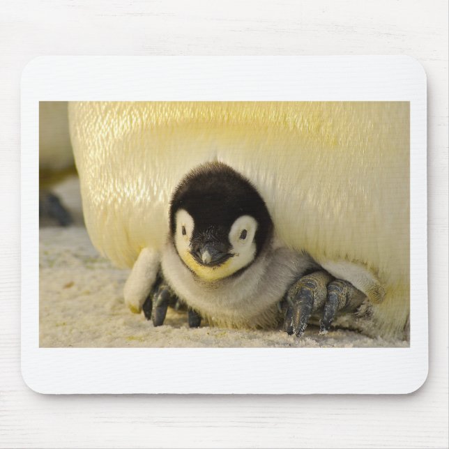 Penguin baby musmatta (Framsidan)