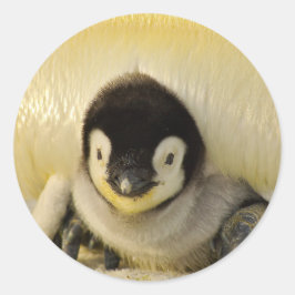 Penguin baby runt klistermärke