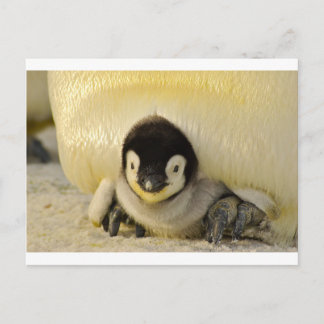 Penguin baby vykort