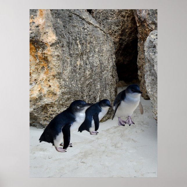 Penguin Beach House Poster (Framsidan)