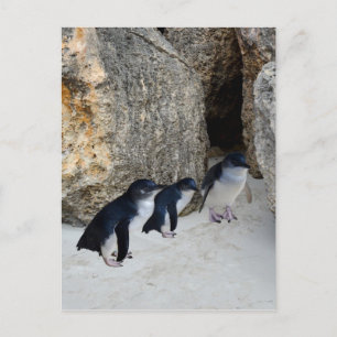 Penguin Beach House Vykort