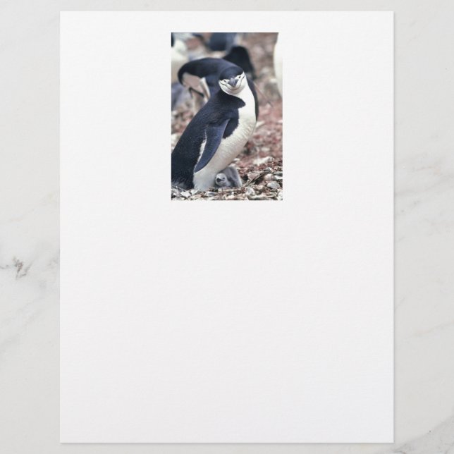 Penguin Bird Cute Animal Black White Vatten (Framsida)
