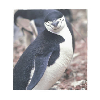 Penguin Bird Cute Animal Black White Vatten Anteckningsblock