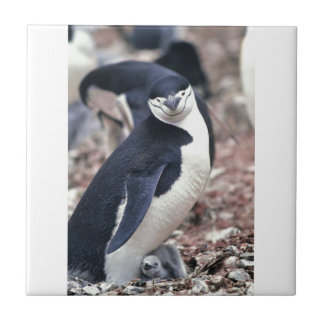 Penguin Bird Cute Animal Black White Vatten Kakelplatta