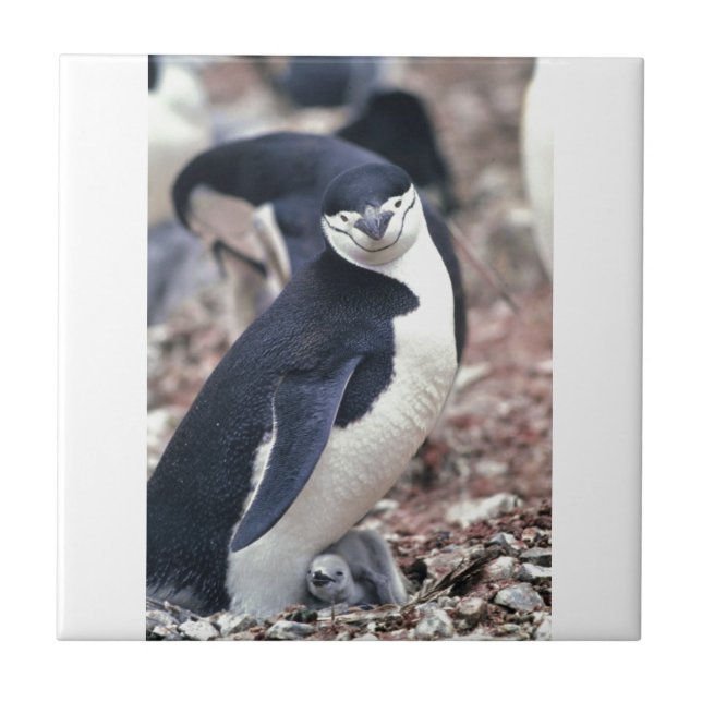Penguin Bird Cute Animal Black White Vatten Kakelplatta (Framsidan)