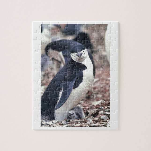 Penguin Bird Cute Animal Black White Vatten Pussel (Vertikal)