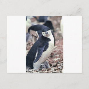 Penguin Bird Cute Animal Black White Vatten Vykort