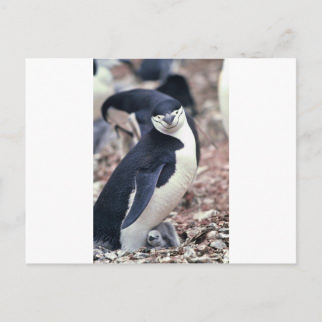 Penguin Bird Cute Animal Black White Vatten Vykort (Framsida)