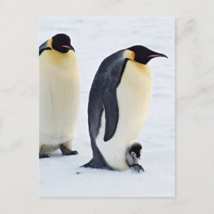 Penguin Bird Ice Frozen Vinter Vykort