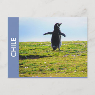 Penguin Chile-vykort Vykort