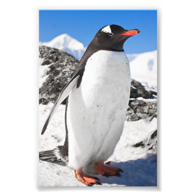Penguin Closeup Fototryck (Framsidan)