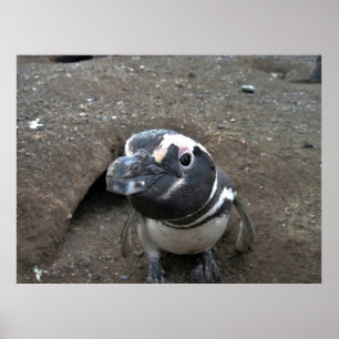 Penguin Closeup Poster