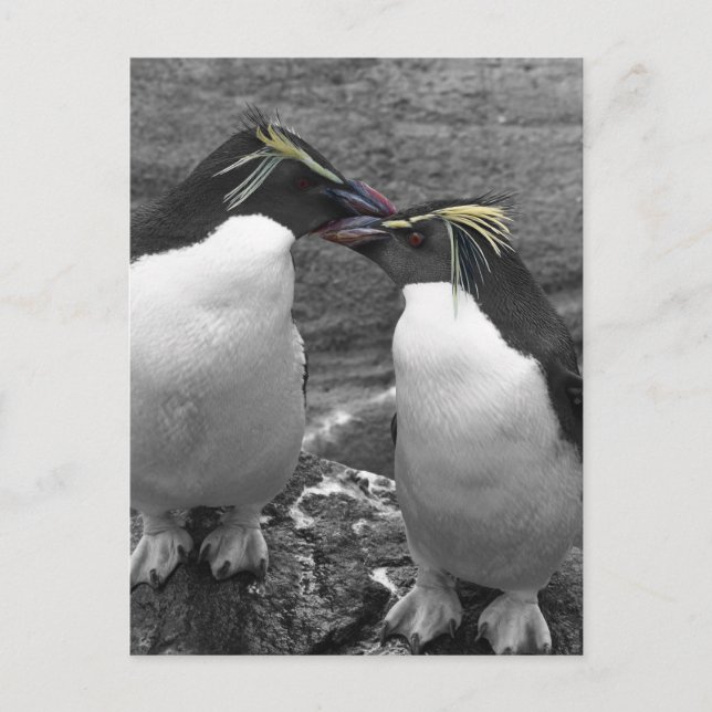 Penguin Colour Splash Helg Vykort (Framsida)