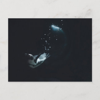 Penguin Dive Vykort