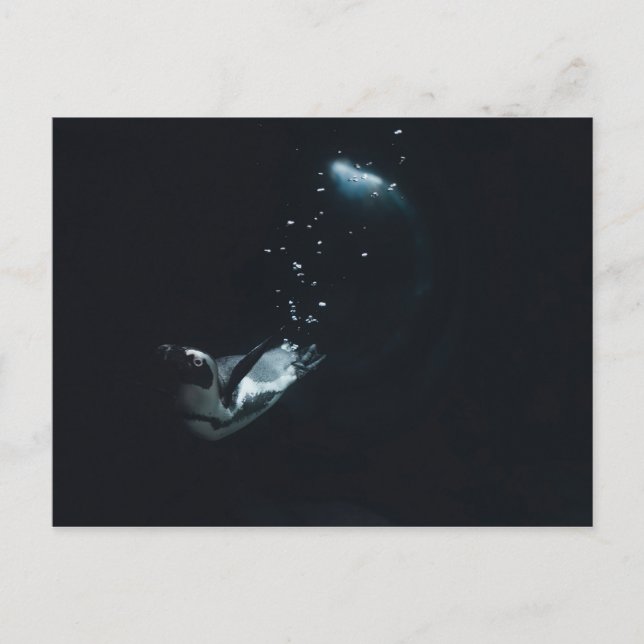 Penguin Dive Vykort (Framsida)