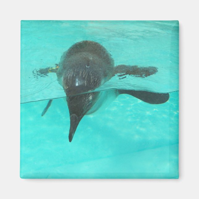 Penguin Diving Magnet (Framsidan)