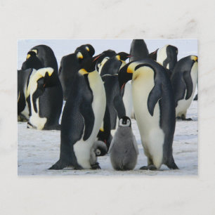 Penguin-familjekort Vykort