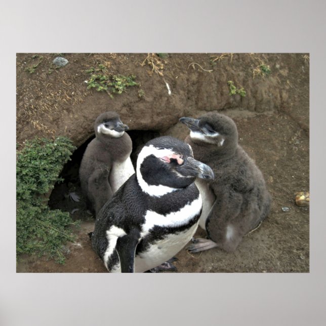 Penguin-familjen Poster (Framsidan)