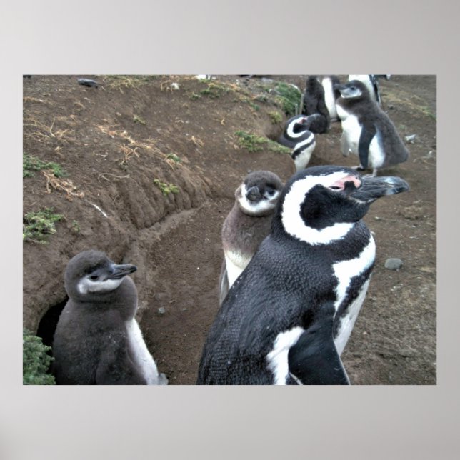 Penguin-familjen Poster (Framsidan)