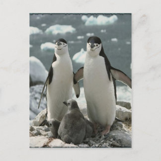 Penguin-familjen Vykort