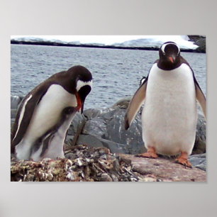 Penguin Family Porträtt Poster