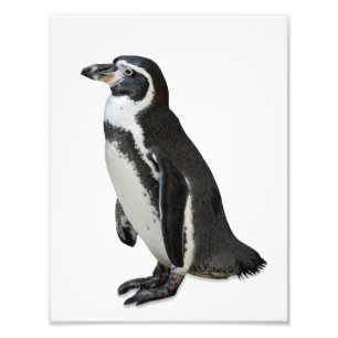 Penguin Fototryck