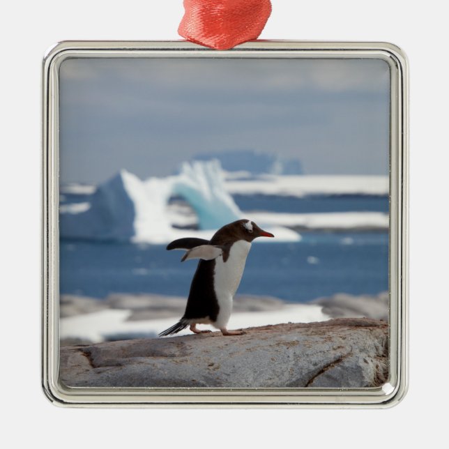 Penguin framför en isbåge julgransprydnad metall (Framsidan)
