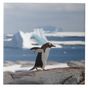 Penguin framför ett isbåge kakelplatta