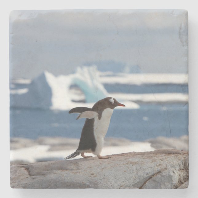 Penguin framför ett isbåge stenunderlägg (Framsidan)