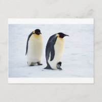 Penguin, fryst is snö, fågelvilt söta djur