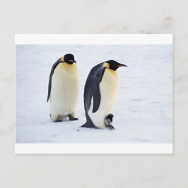 Penguin, fryst is snö, fågelvilt söta djur vykort