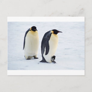 Penguin, fryst is snö, fågelvilt söta djur vykort