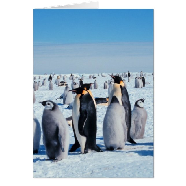 Penguin Gathering Hälsningskort (Framsidan)