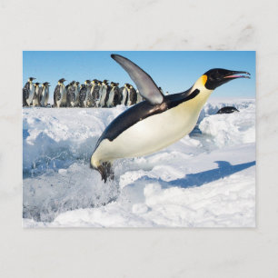 Penguin i Antarctica som hoppar ut från Vatten Vykort