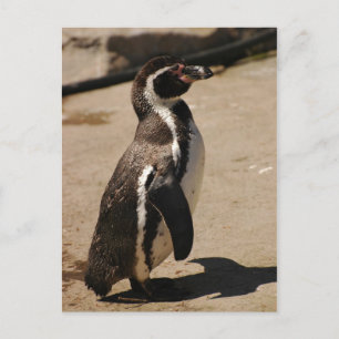Penguin i Blairdrummond Vykort