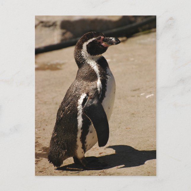 Penguin i Blairdrummond Vykort (Framsida)