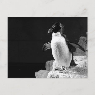 Penguin i Spotlight Black and White Photo Vykort