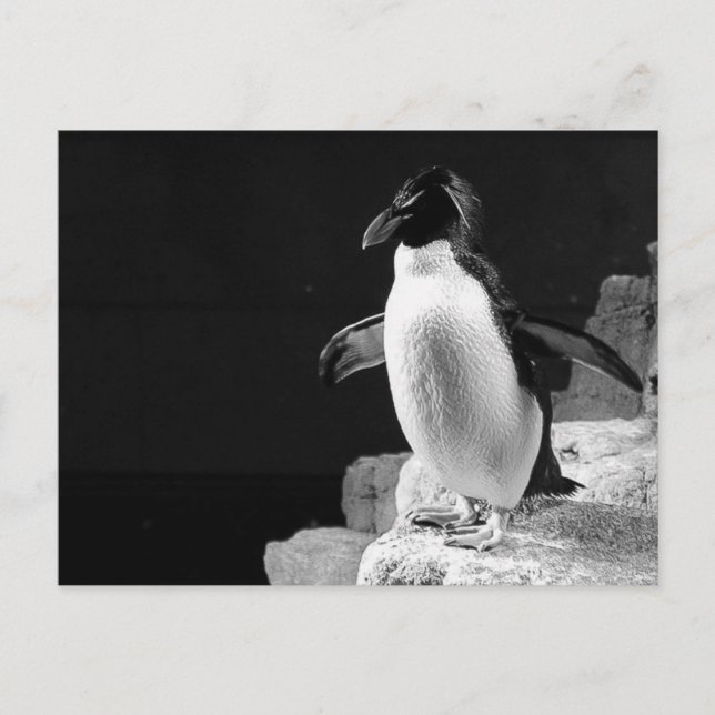 Penguin i Spotlight Black and White Photo Vykort (Framsida)
