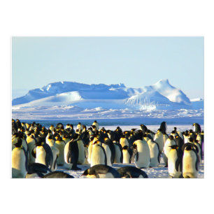 Penguin koloni på is fototryck