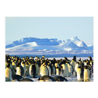 Penguin koloni på is fototryck