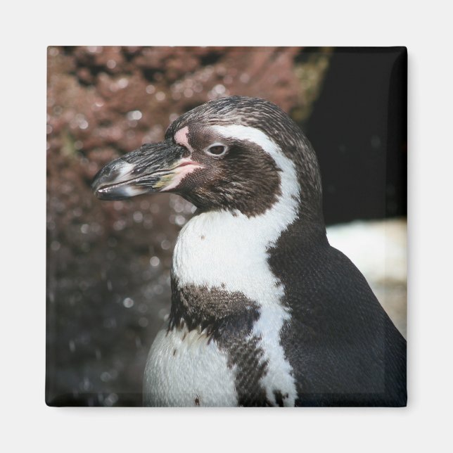 Penguin Magnet (Framsidan)