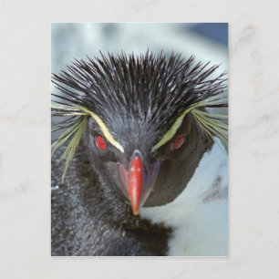 Penguin med röd ögon vykort