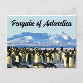 Penguin of Antarctica Vykort