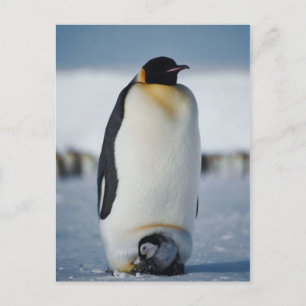 Penguin överordnad och Chick Vykort