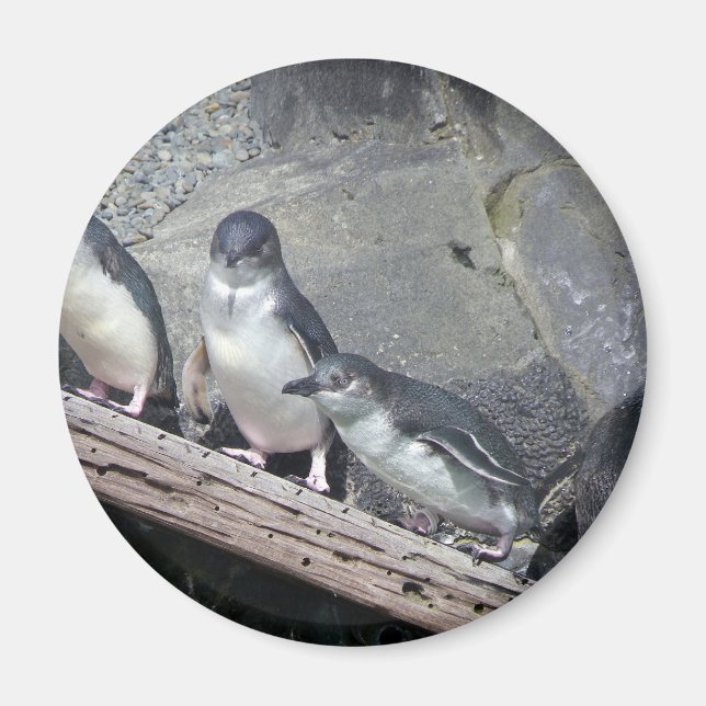 Penguin Perch Magnet (Framsidan)