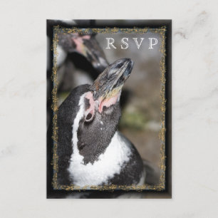 Penguin Photo Zoo Bröllops OSA-kort OSA Kort