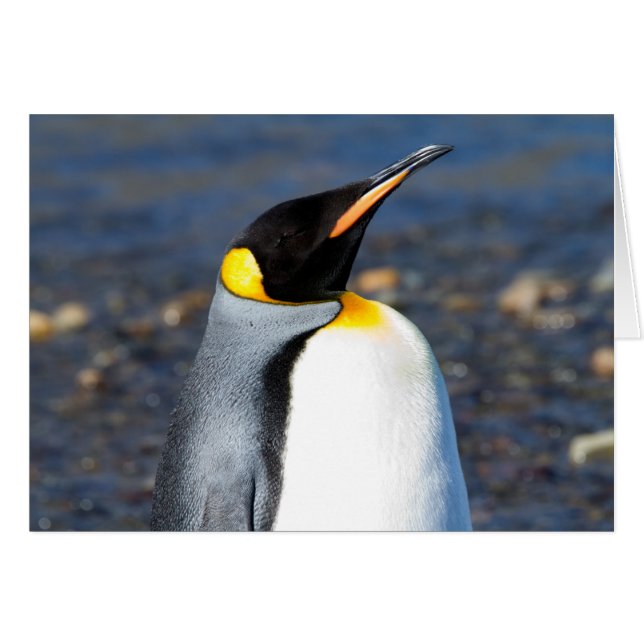 Penguin Porträtt Hälsningskort (Framsidan Horizontal)